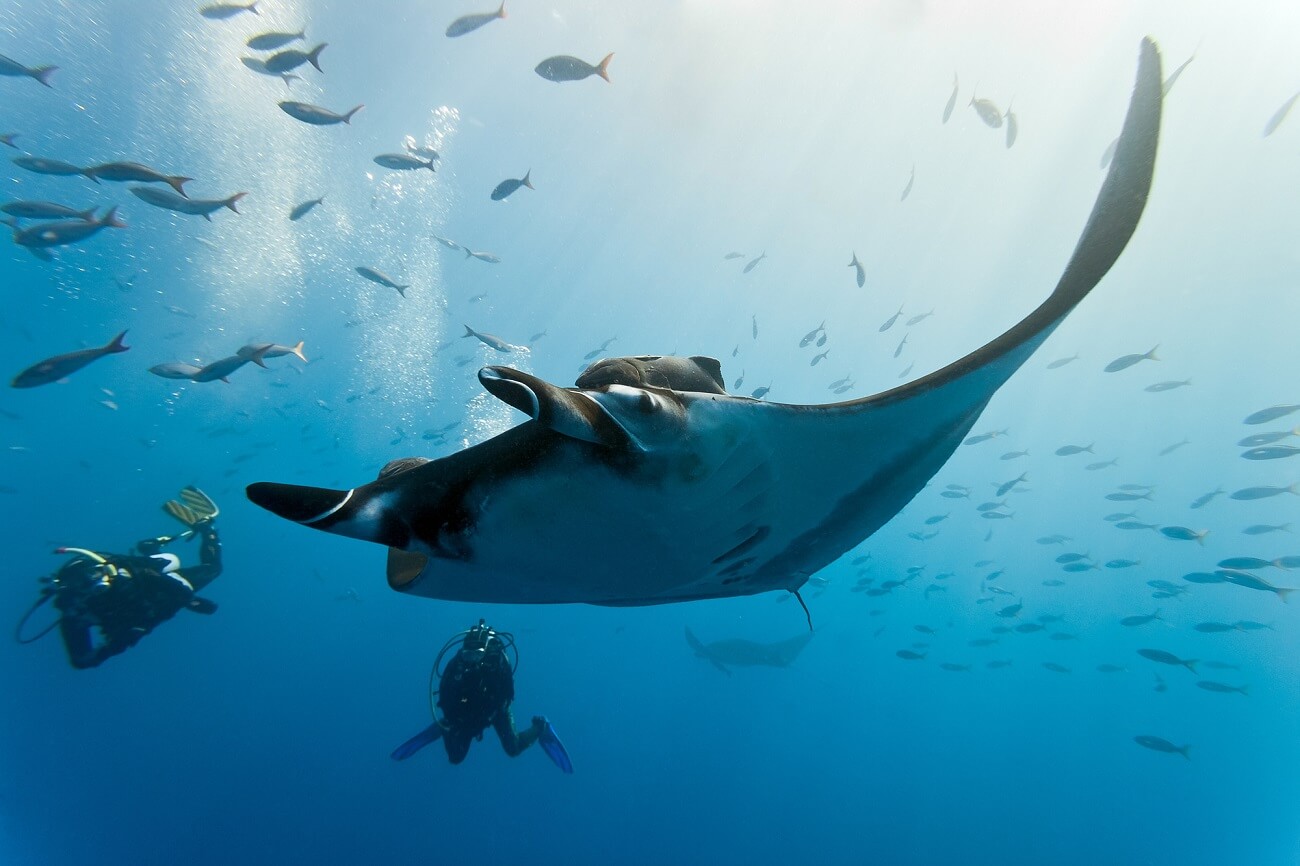 diving manta
